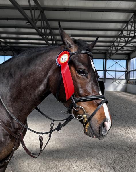 SYH Sport Horses празнува Тодоровден с дебюта на Кантачабъл DXB!